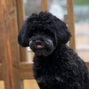 Meet your Posher, Jake